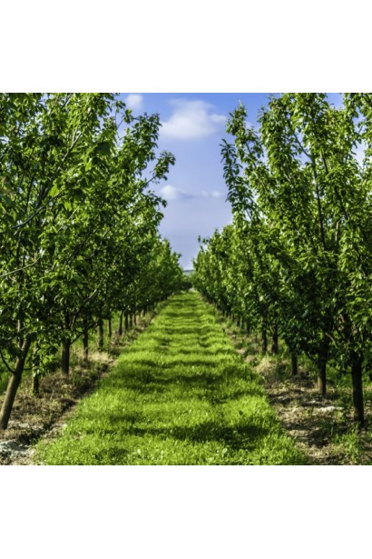 Сливовий сад